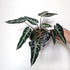 Alocasia lowii ‘Bambino' (Dwarf form) - 13cm pot